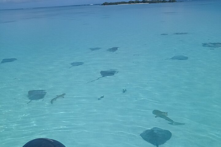 Small group snorkeling tour in the turquoise lagoon of Moorea, French Polynesia, with sharks and rays, photo 16 | wizardtrip