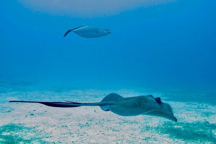 Croisière Catamaran d'une Journée : Tour de l'Île de Sint Maarten | wizardtrip