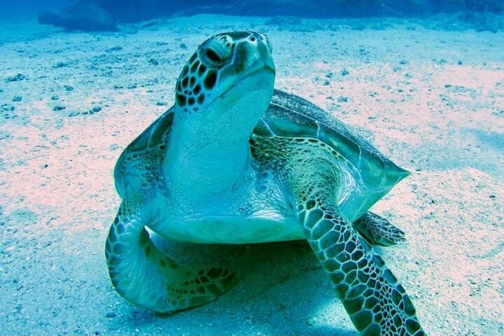 Katamaran sejlads og snorkling eventyr på St. Maarten, med stop ved smukke strande og muligheder for flyspotting, foto 6 | wizardtrip