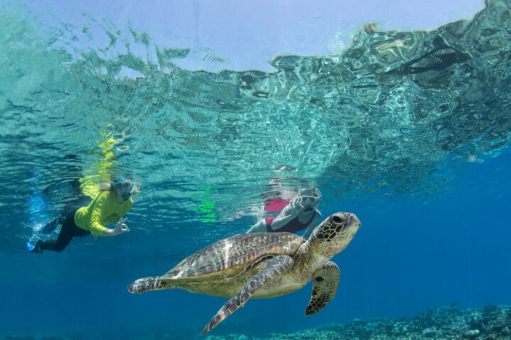 Silverswift 3 sitios de la Gran Barrera de Coral en 1 día desde Cairns | wizardtrip