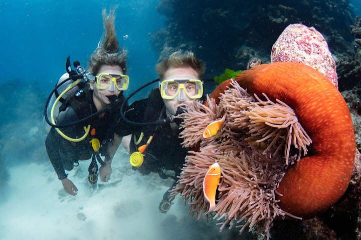 Heldagstur til Great Barrier Reef med snorkling og dykning fra Cairns ombord på Silverswift-katamaranen, foto 6 | wizardtrip