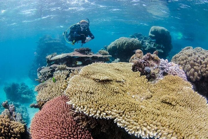 Heldagstur til Great Barrier Reef med snorkling og dykning fra Cairns ombord på Silverswift-katamaranen, foto 9 | wizardtrip