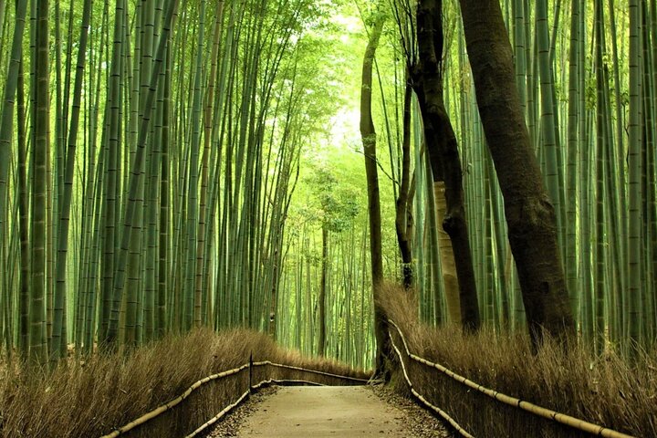 Ganztägige Bustour zu Kyotos ikonischen Tempeln, Schreinen und Bambushain, Foto 25 | wizardtrip