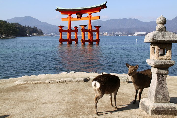 Hiroshima og Miyajima dagstur med Atombombekuppelen, Itsukushima-helligdommen og lokal mad, foto 20 | wizardtrip