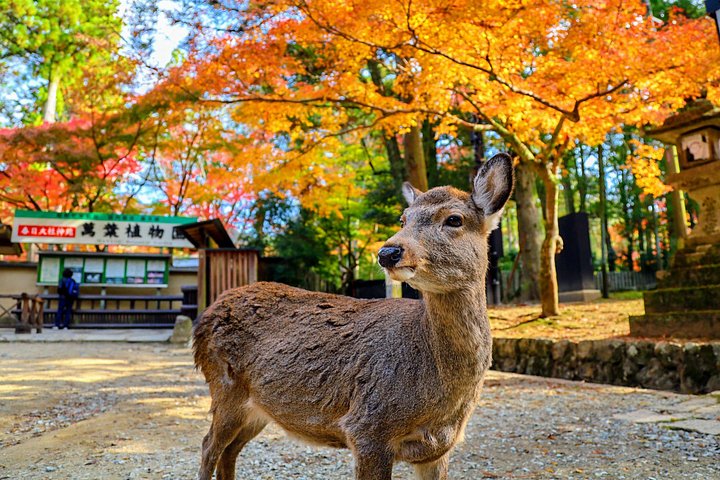 Kyoto & Nara : Expérience authentique de thé matcha | wizardtrip