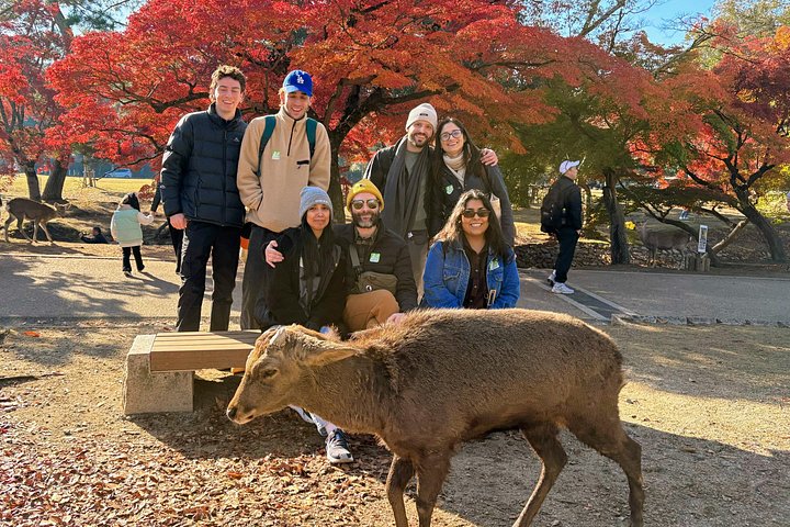 Kyoto och Nara-tur med antika tempel, vänliga hjortar och en matcha-teceremoni, foto 7 | wizardtrip