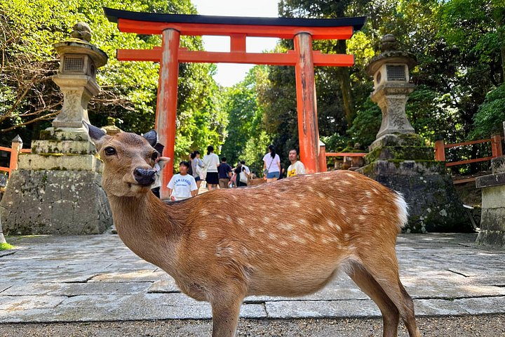 Kyoto och Nara-tur med antika tempel, vänliga hjortar och en matcha-teceremoni, foto 22 | wizardtrip
