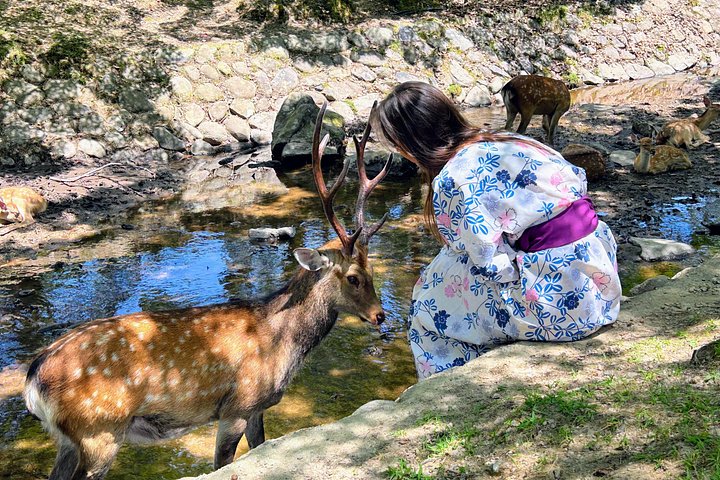 Kyoto och Nara-tur med antika tempel, vänliga hjortar och en matcha-teceremoni, foto 34 | wizardtrip