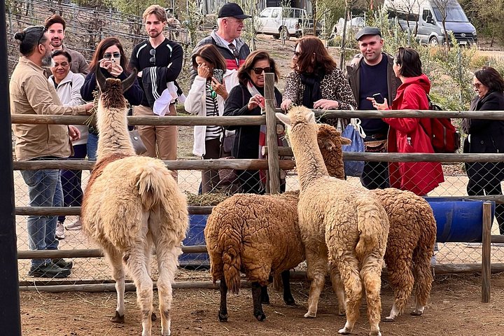 Tour de degustação de vinhos no Vale de Casablanca, Chile, visitando vinícolas boutique e apreciando paisagens de vinhedos, foto 18 | wizardtrip