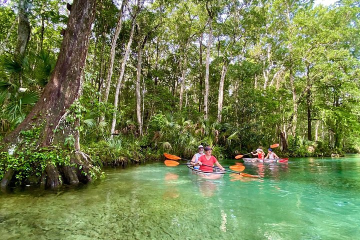 Klar kajaktur i Weeki Wachee, Florida, med dyreliv og naturskønne flodudsigter, foto 6 | wizardtrip