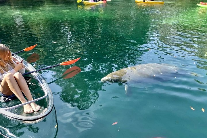 Klar kajaktur i Weeki Wachee, Florida, med dyreliv og naturskønne flodudsigter, foto 9 | wizardtrip