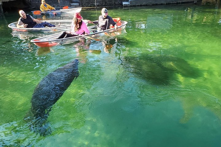Klar kajaktur i Weeki Wachee, Florida, med dyreliv og naturskønne flodudsigter, foto 12 | wizardtrip