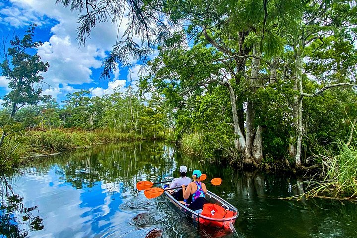 Klar kajaktur i Weeki Wachee, Florida, med dyreliv og naturskønne flodudsigter, foto 18 | wizardtrip