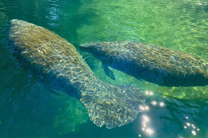 Klar kajaktur i Weeki Wachee, Florida, med dyreliv og naturskønne flodudsigter, foto 20 | wizardtrip