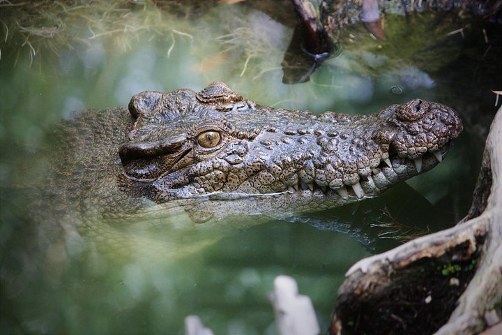 Tour di un'intera giornata alla scoperta della Daintree Rainforest, Mossman Gorge e Cape Tribulation a Cairns, Australia, foto 6 | wizardtrip