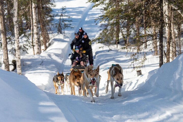 Dog Sledding Adventure in Willow, Alaska | wizardtrip