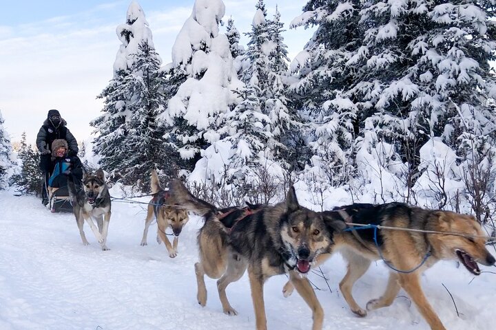 Opplev et autentisk hundekjøringseventyr i Alaska med Iditarod-hunder i Willow, Alaska, foto 8 | wizardtrip
