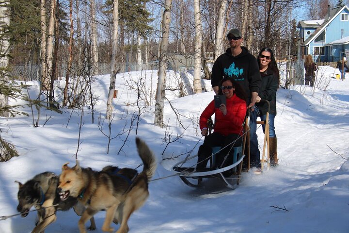 Opplev et autentisk hundekjøringseventyr i Alaska med Iditarod-hunder i Willow, Alaska, foto 9 | wizardtrip