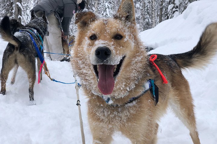 Opplev et autentisk hundekjøringseventyr i Alaska med Iditarod-hunder i Willow, Alaska, foto 11 | wizardtrip