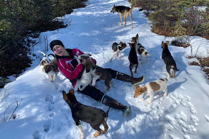 Opplev et autentisk hundekjøringseventyr i Alaska med Iditarod-hunder i Willow, Alaska, foto 12 | wizardtrip