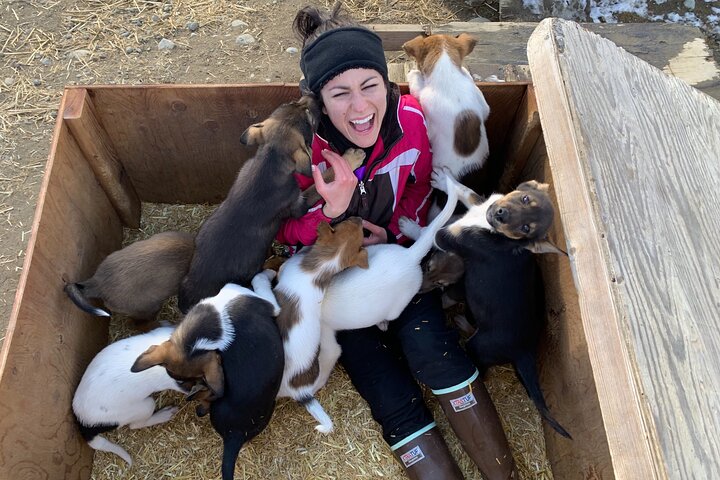 Opplev et autentisk hundekjøringseventyr i Alaska med Iditarod-hunder i Willow, Alaska, foto 13 | wizardtrip