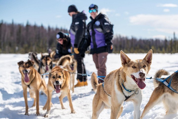 Opplev et autentisk hundekjøringseventyr i Alaska med Iditarod-hunder i Willow, Alaska, foto 14 | wizardtrip