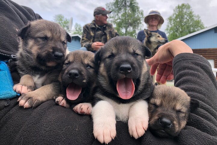 Opplev et autentisk hundekjøringseventyr i Alaska med Iditarod-hunder i Willow, Alaska, foto 16 | wizardtrip