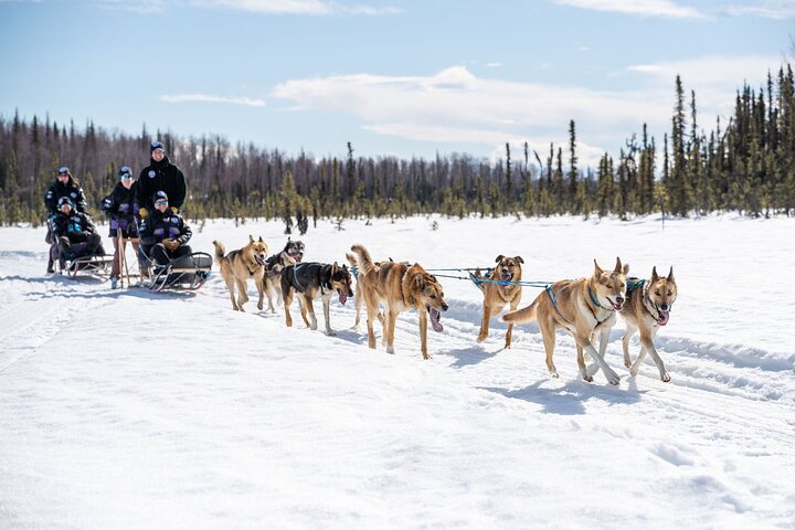 Opplev et autentisk hundekjøringseventyr i Alaska med Iditarod-hunder i Willow, Alaska, foto 17 | wizardtrip