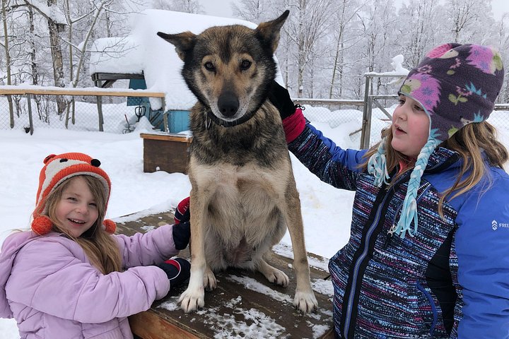 Opplev et autentisk hundekjøringseventyr i Alaska med Iditarod-hunder i Willow, Alaska, foto 19 | wizardtrip