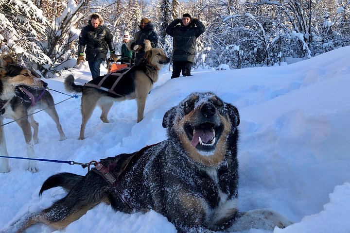Opplev et autentisk hundekjøringseventyr i Alaska med Iditarod-hunder i Willow, Alaska, foto 20 | wizardtrip