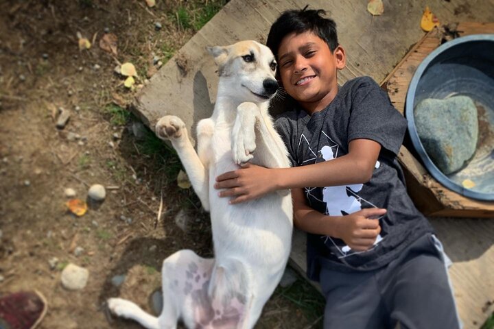 アラスカのプライベートコースで、チャンピオンハスキーとの本格的なサマー犬ぞり体験、写真7 | wizardtrip