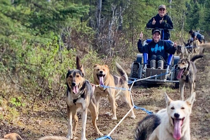 アラスカのプライベートコースで、チャンピオンハスキーとの本格的なサマー犬ぞり体験、写真11 | wizardtrip