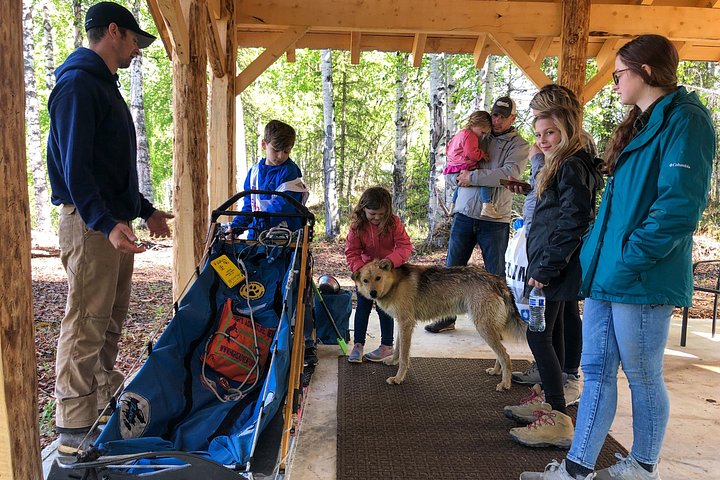 アラスカのプライベートコースで、チャンピオンハスキーとの本格的なサマー犬ぞり体験、写真12 | wizardtrip