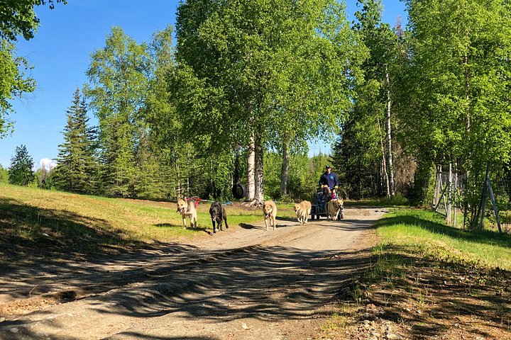 アラスカのプライベートコースで、チャンピオンハスキーとの本格的なサマー犬ぞり体験、写真13 | wizardtrip