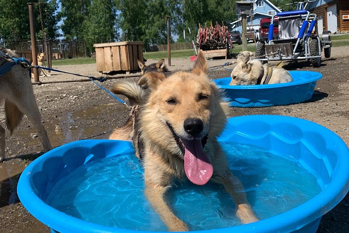 アラスカのプライベートコースで、チャンピオンハスキーとの本格的なサマー犬ぞり体験、写真14 | wizardtrip