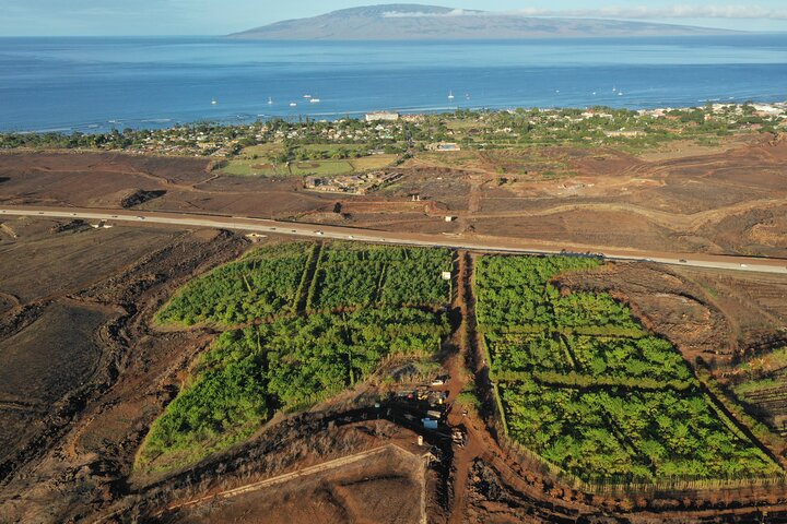Visita guiada à quinta de cacau e degustação de chocolate em Lahaina, Maui, foto 6 | wizardtrip