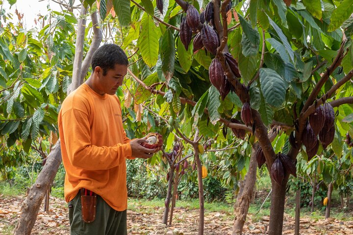 Visita guiada à quinta de cacau e degustação de chocolate em Lahaina, Maui, foto 7 | wizardtrip