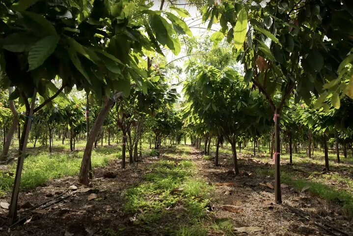 Visita guiada à quinta de cacau e degustação de chocolate em Lahaina, Maui, foto 8 | wizardtrip