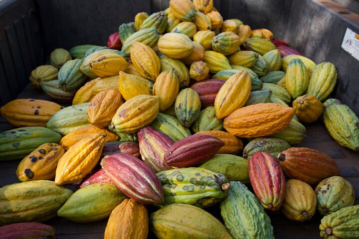 Visita guiada à quinta de cacau e degustação de chocolate em Lahaina, Maui, foto 9 | wizardtrip