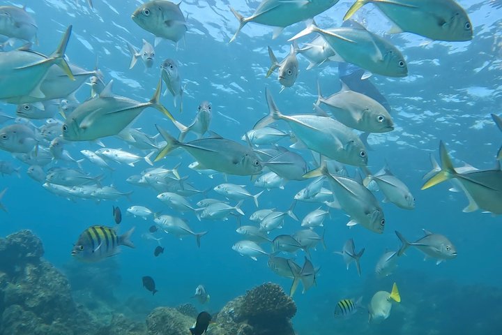 Kajak- und Schnorcheltour zum Arch von Cabo San Lucas, Lovers Beach und Pelican Rock, Foto 18 | wizardtrip
