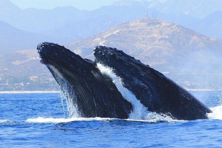 Observation des baleines à Los Cabos (Photos & Transport Inclus) | wizardtrip