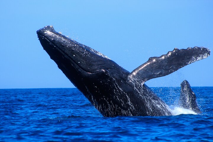 Valskådningstur i Cabo San Lucas, Mexiko, med knölvalar och bågen, foto 6 | wizardtrip
