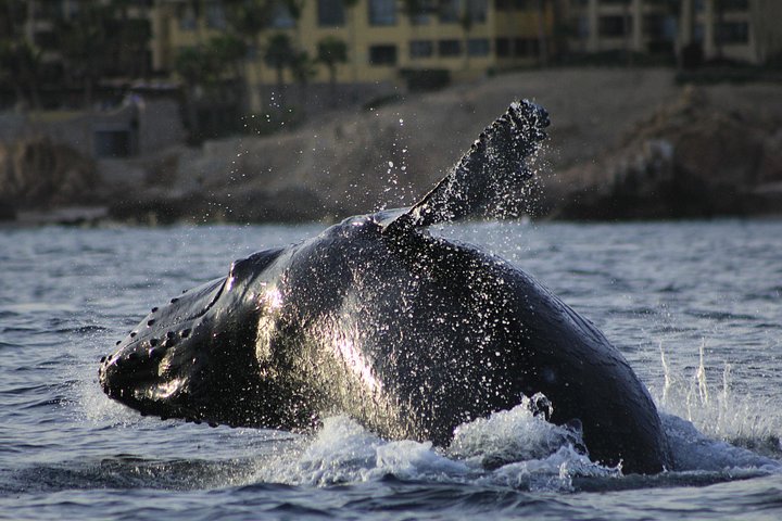 Valskådningstur i Cabo San Lucas, Mexiko, med knölvalar och bågen, foto 10 | wizardtrip