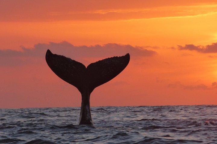 Valskådningstur i Cabo San Lucas, Mexiko, med knölvalar och bågen, foto 11 | wizardtrip