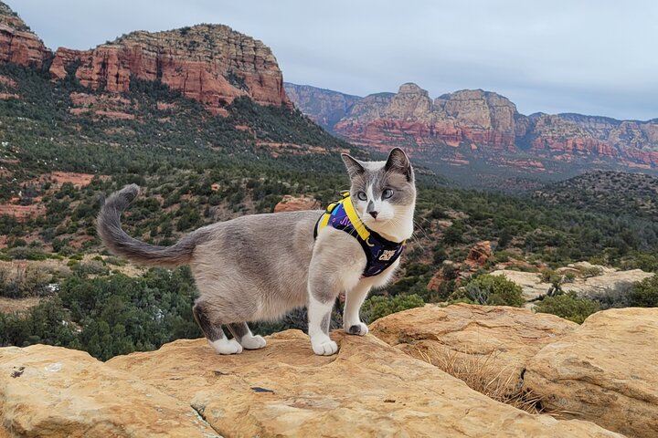 Passeio de vórtice em Sedona explorando locais espirituais e geológicos numa carrinha, foto 7 | wizardtrip