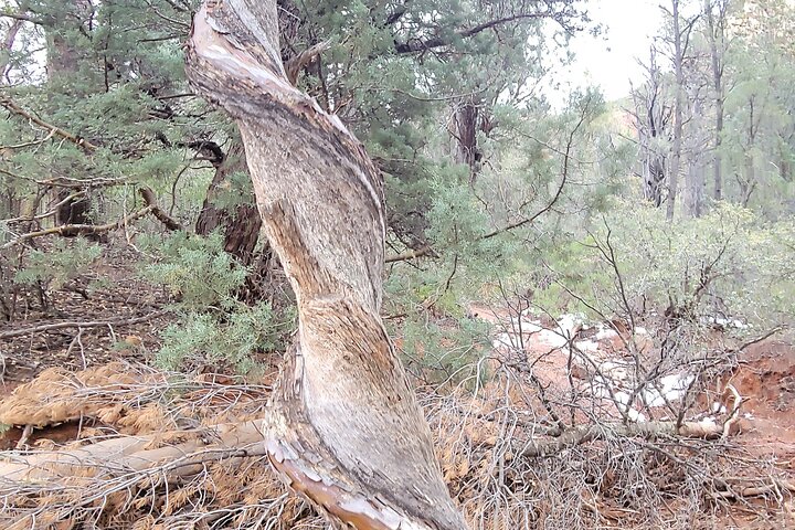 Passeio de vórtice em Sedona explorando locais espirituais e geológicos numa carrinha, foto 9 | wizardtrip