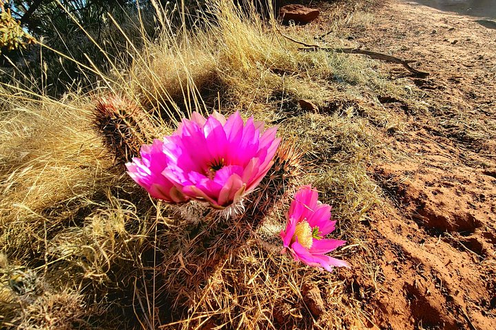 Passeio de vórtice em Sedona explorando locais espirituais e geológicos numa carrinha, foto 22 | wizardtrip