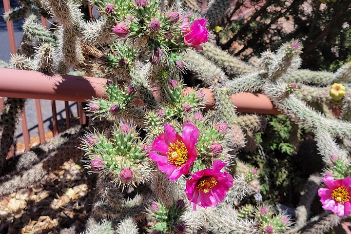 Passeio de vórtice em Sedona explorando locais espirituais e geológicos numa carrinha, foto 27 | wizardtrip