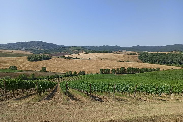 Naturskön vintur i Val d'Orcia från Florens som besöker Montalcino och Montepulciano, foto 18 | wizardtrip