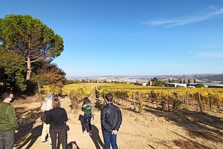 Naturskön vintur i Val d'Orcia från Florens som besöker Montalcino och Montepulciano, foto 26 | wizardtrip